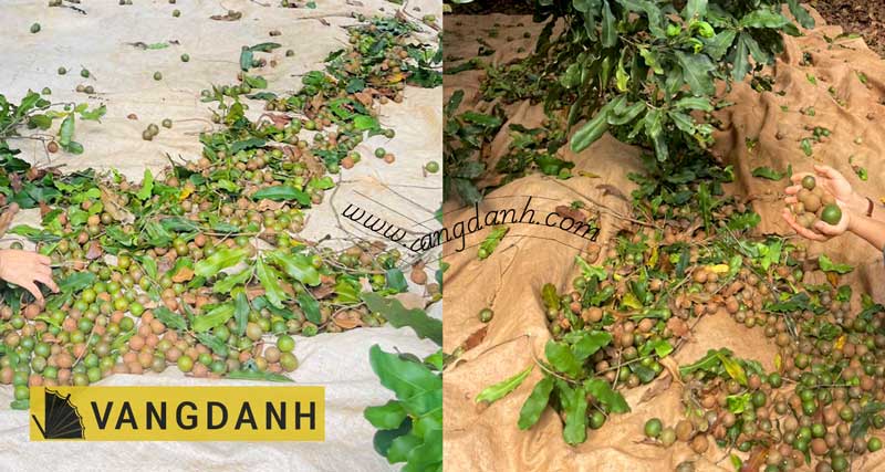 Hình thu hoạch quả Macca rang củi tươi