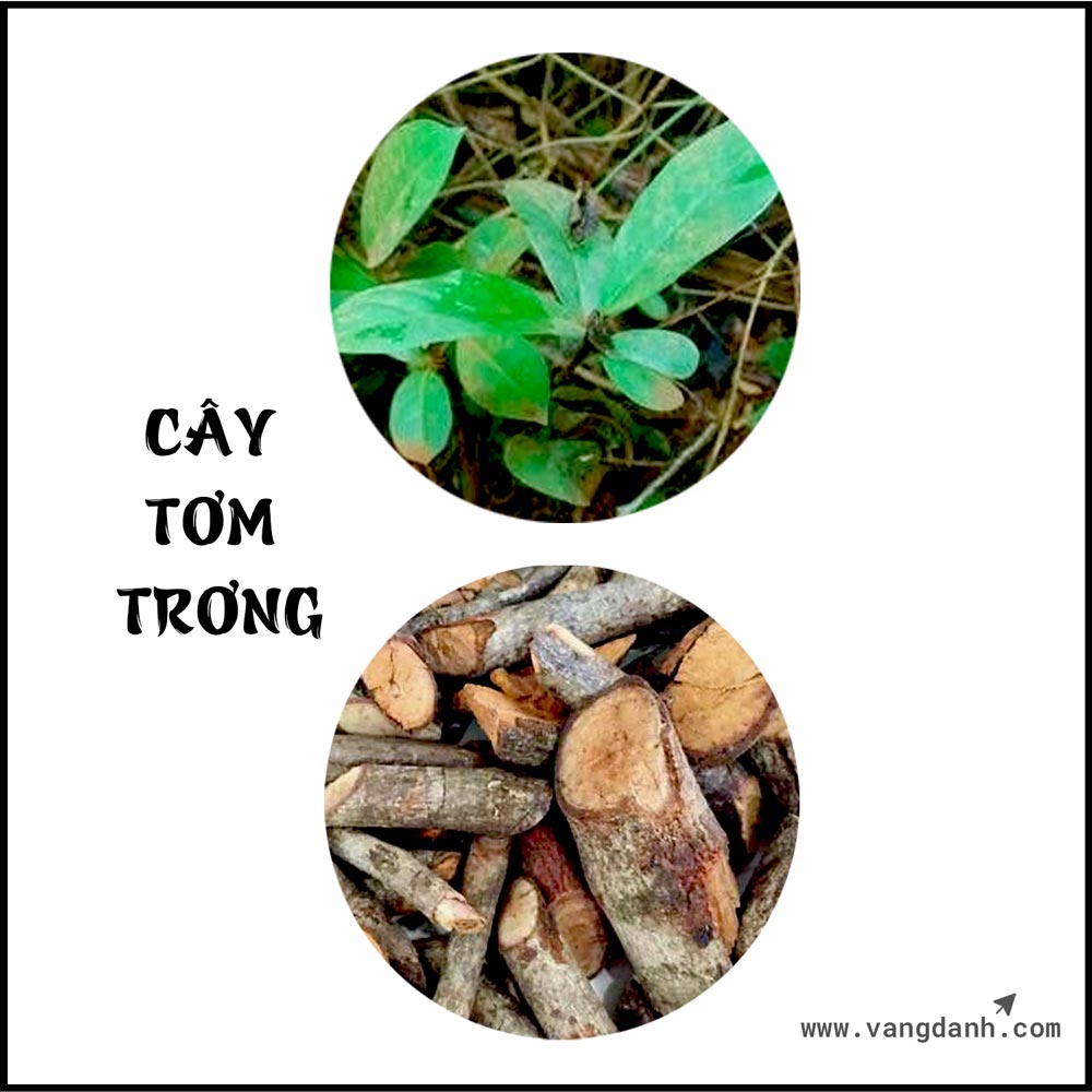 Hình cây trơng trong rừng quốc gia YokDon