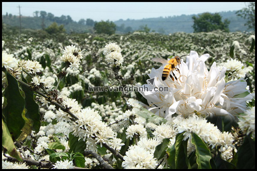 mật ong hoa cà phê