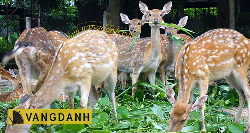 Khô nai chính hiệu — Thịt thơm mềm, nhai ngon ngọt 6 Hình đàn nai nuôi thả rong ăn cỏ