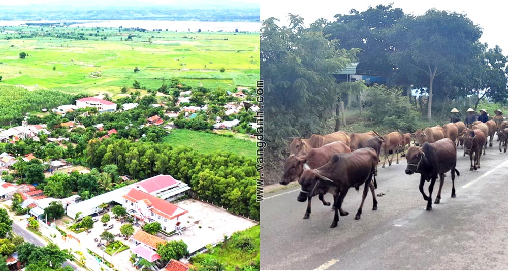 bò một nắng Krông pa